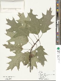 Quercus rubra image