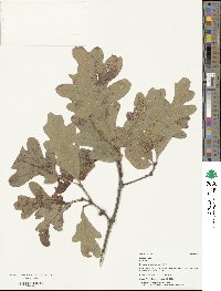 Quercus alba image