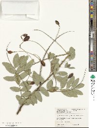 Styphnolobium japonicum image