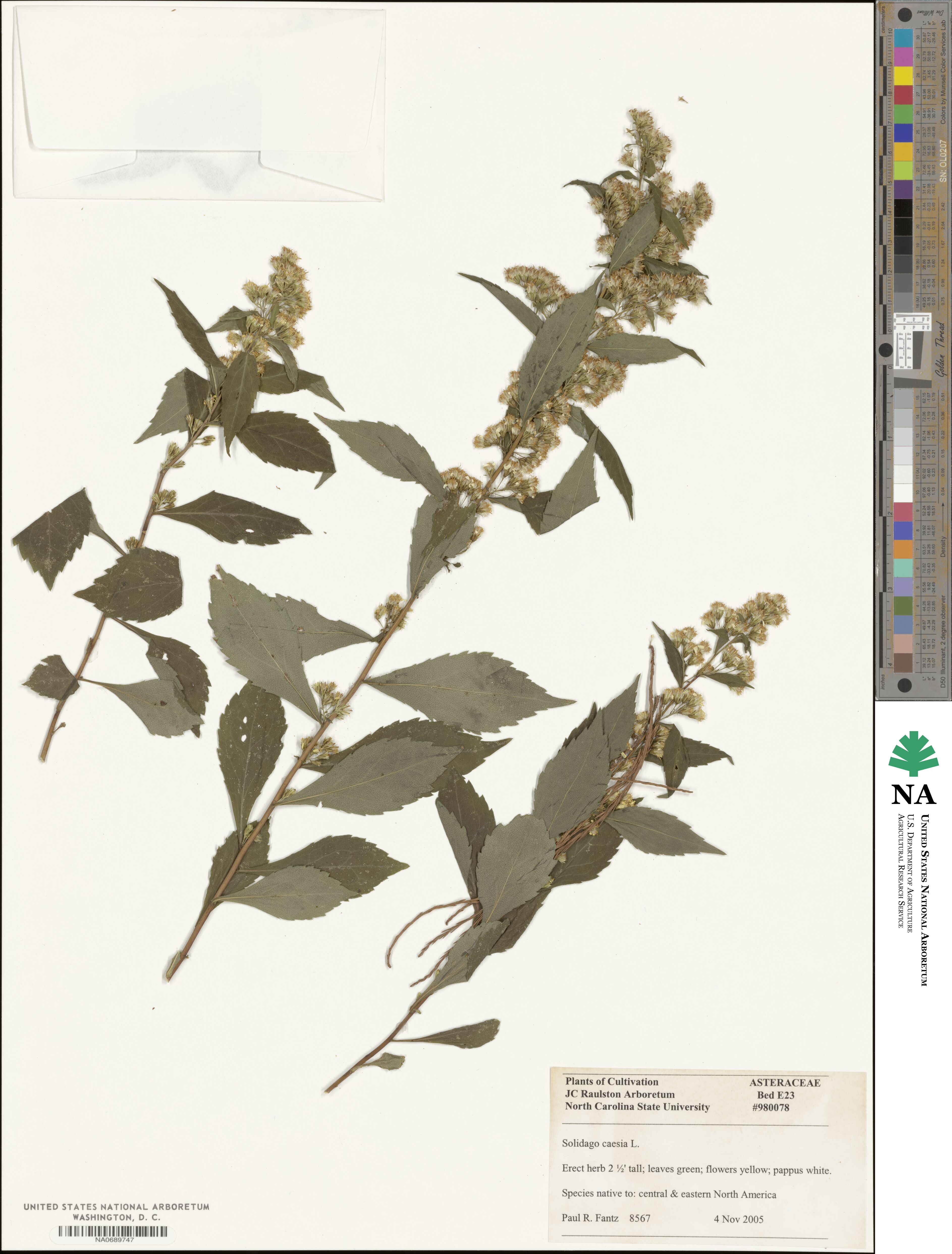 Solidago caesia image