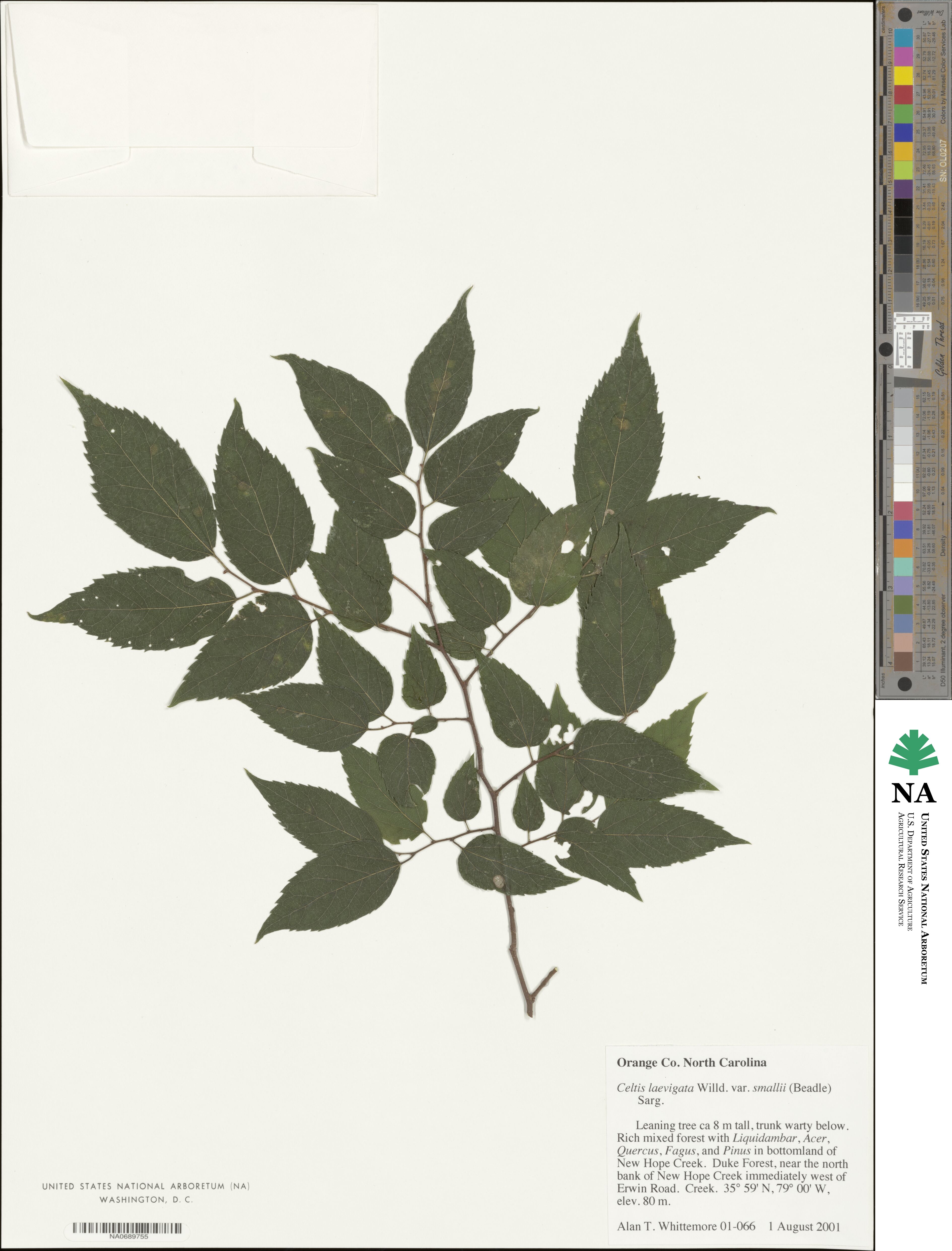 Celtis tenuifolia image