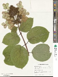 Hydrangea paniculata image