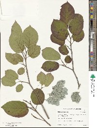 Neoshirakia japonica image