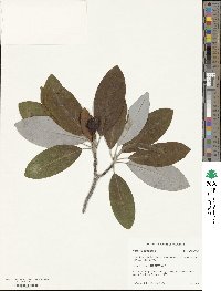 Magnolia virginiana image