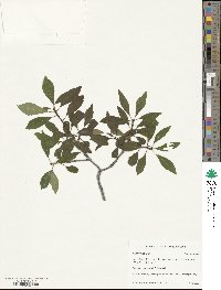 Ilex verticillata image