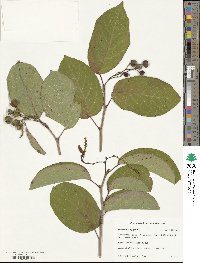 Neoshirakia japonica image