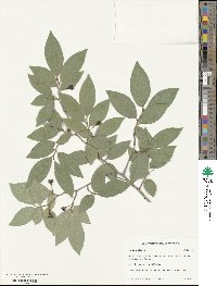 Lindera glauca image