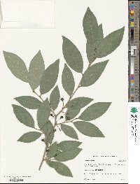 Lindera glauca image