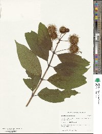 Cephalanthus occidentalis image