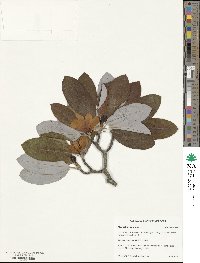 Magnolia virginiana image