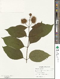 Cephalanthus occidentalis image