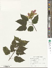 Acer tataricum subsp. tataricum image