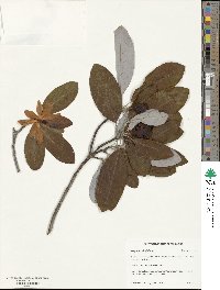 Magnolia virginiana image
