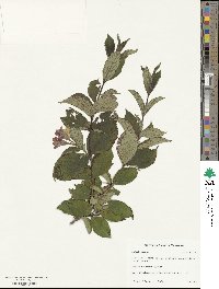 Weigela decora image