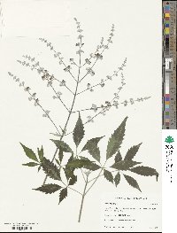 Vitex negundo image