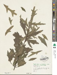 Quercus nigra image