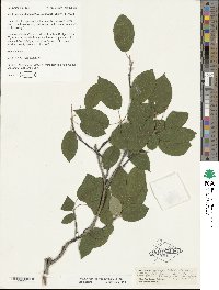 Amelanchier arborea image