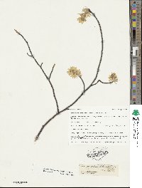 Amelanchier arborea image