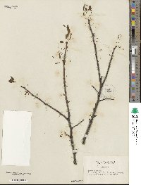 Prunus cerasifera image