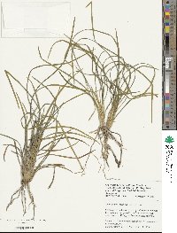 Ophiopogon japonicus image