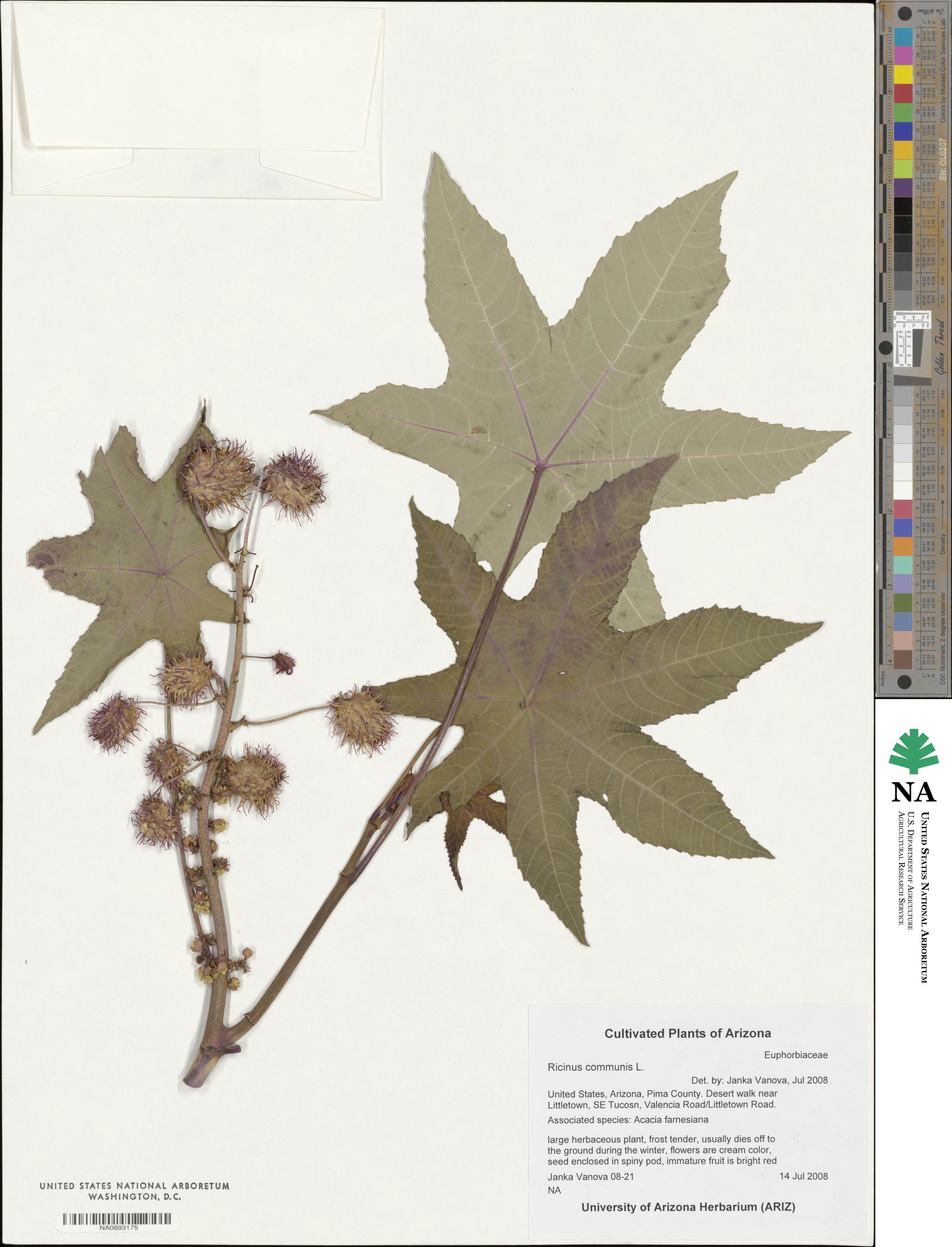 Ricinus communis image