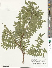 Gleditsia triacanthos image