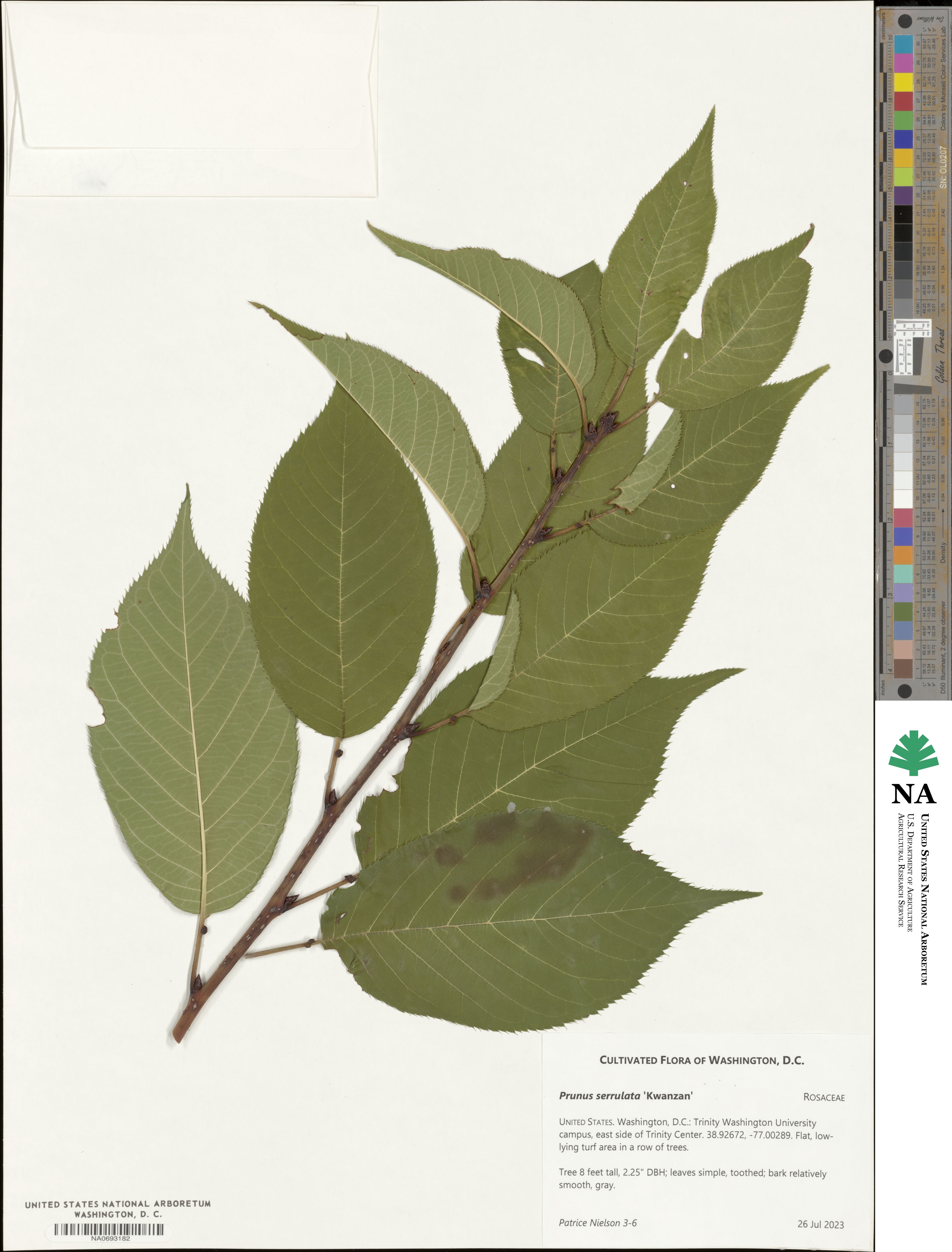 Prunus serrulata 'Kwanzan' image