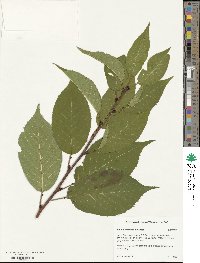 Prunus serrulata image