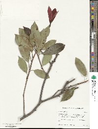 Image of Photinia × fraseri