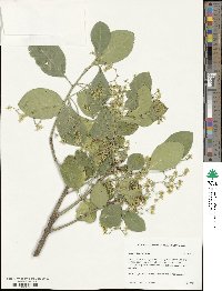 Euonymus fortunei image