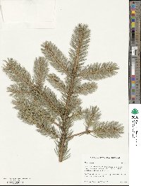 Picea pungens image