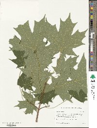 Acer saccharum image