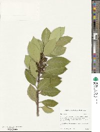 Ilex cornuta image