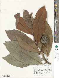 Magnolia grandiflora image
