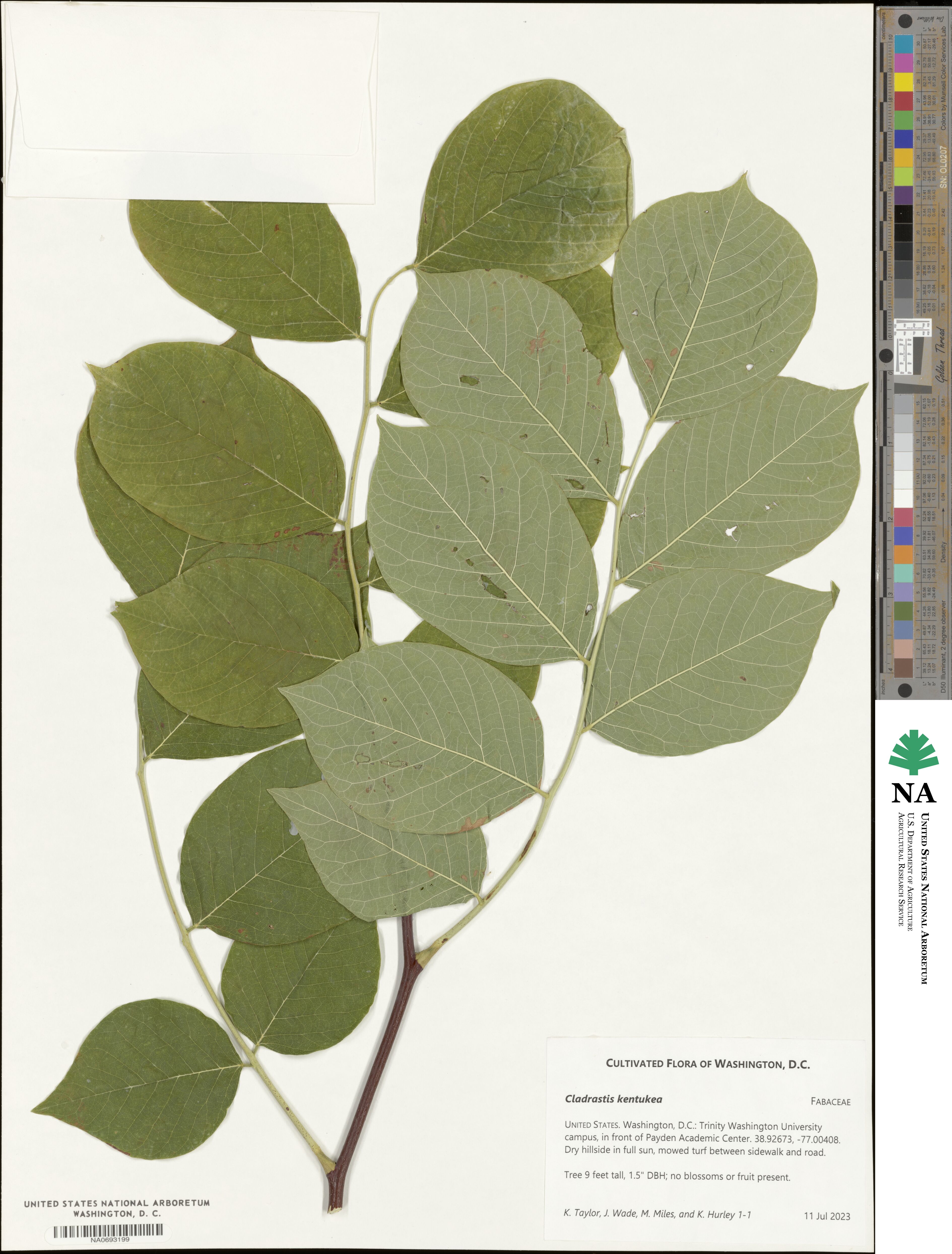 Cladrastis image