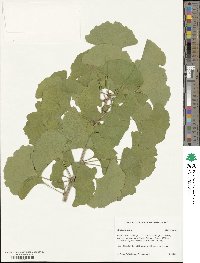 Ginkgo biloba image