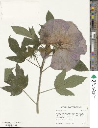 Hibiscus moscheutos image