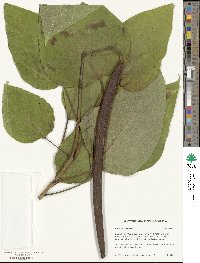 Catalpa speciosa image