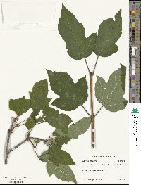 Viburnum sargentii image