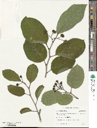 Neoshirakia japonica image