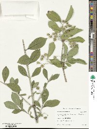 Euonymus hamiltonianus image