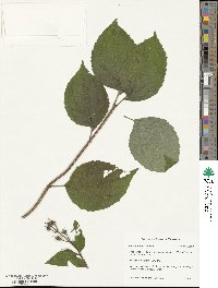 Philadelphus schrenkii image