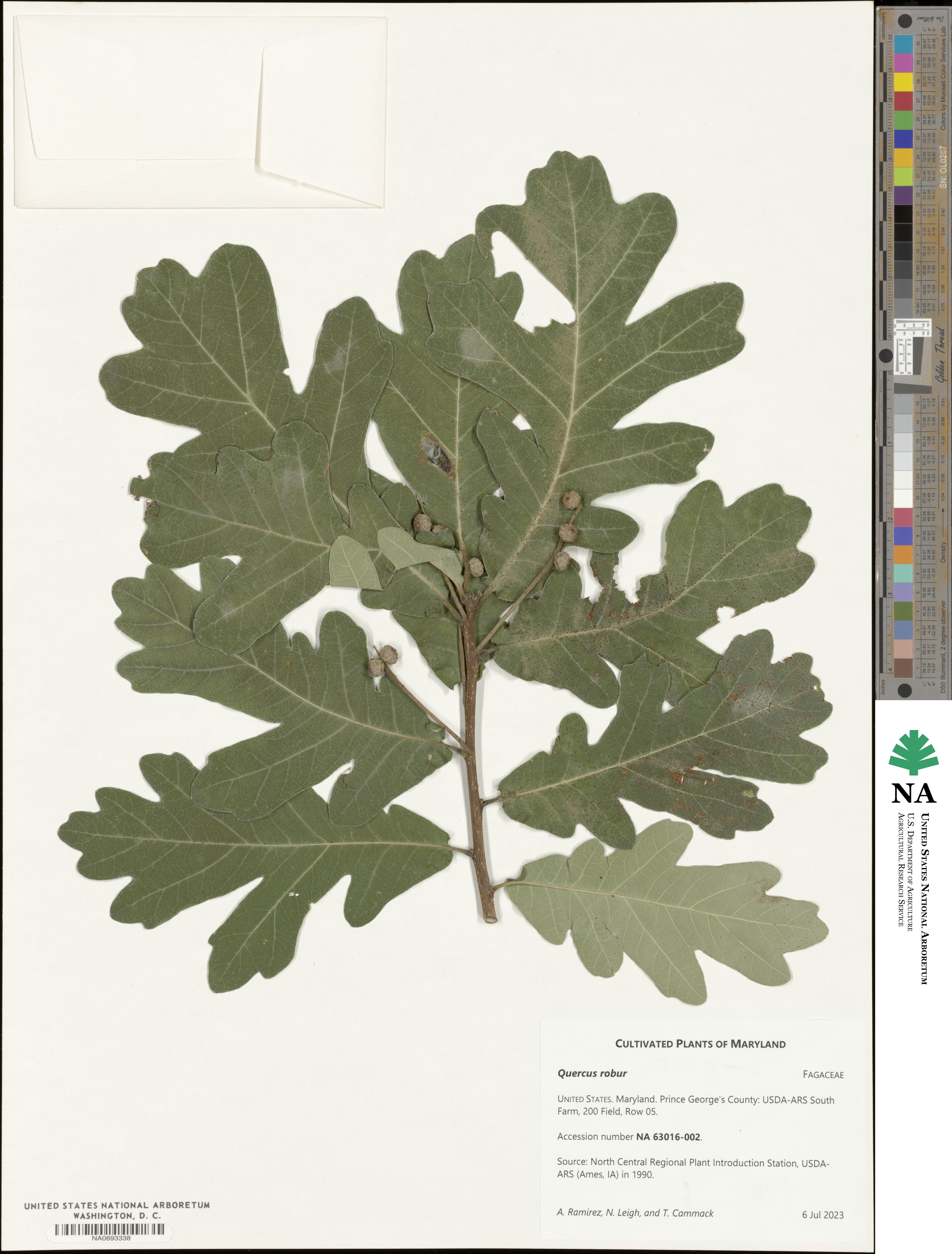 Quercus robur image