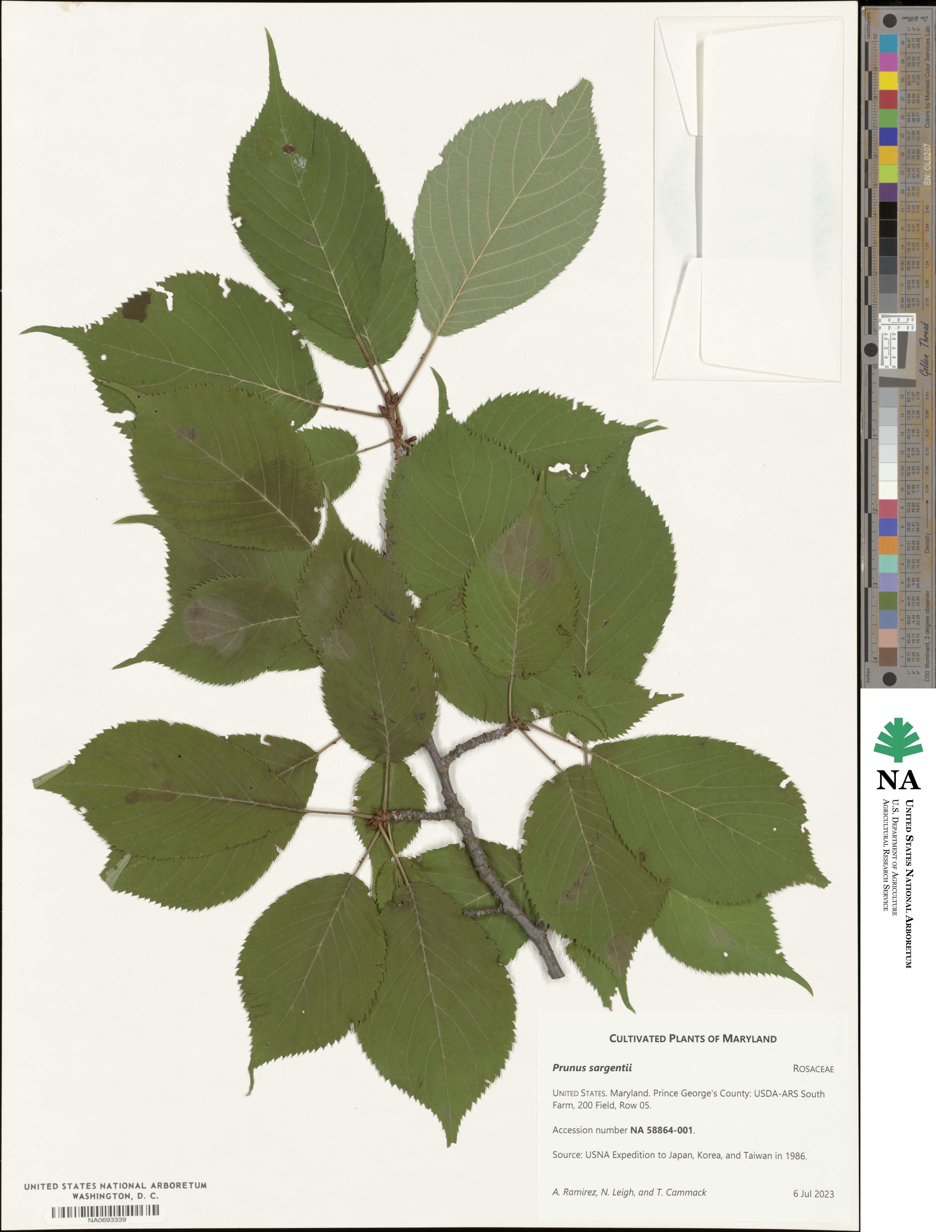 Prunus sargentii image