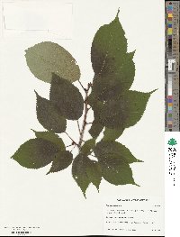 Prunus sargentii image