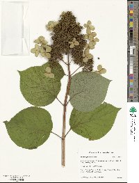 Hydrangea paniculata image