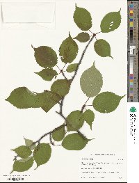 Prunus sargentii image