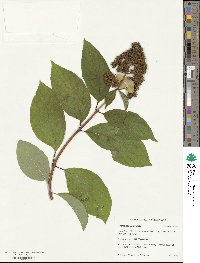 Hydrangea paniculata image