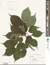 Prunus sargentii image