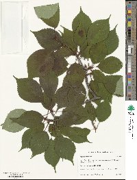 Prunus sargentii image